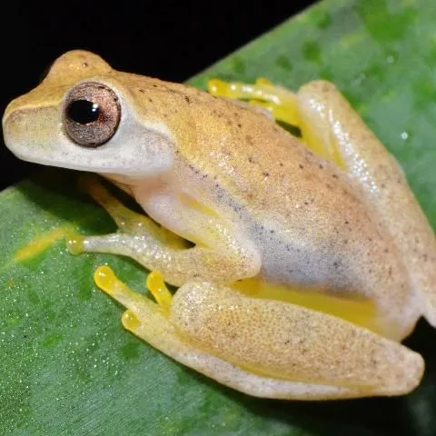 thumbnail for publication: Frogs and Toads of Northern Belize